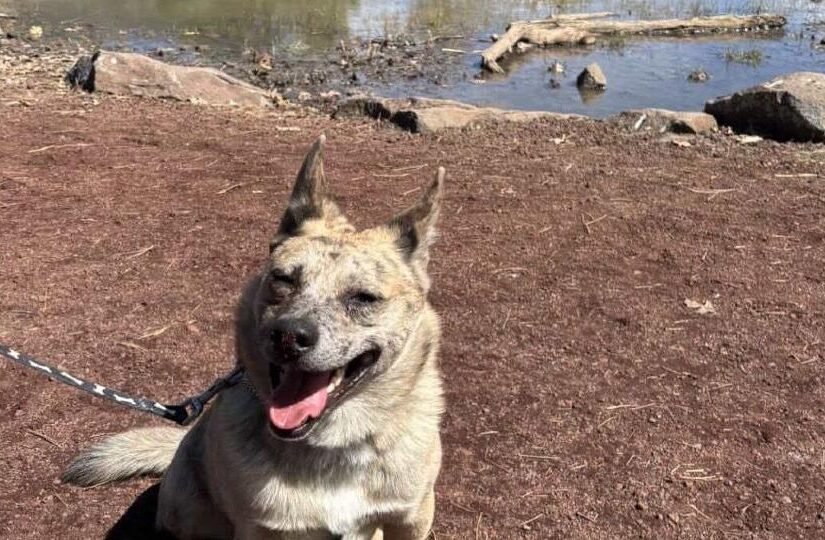 HCH Pet of the Week: Angela