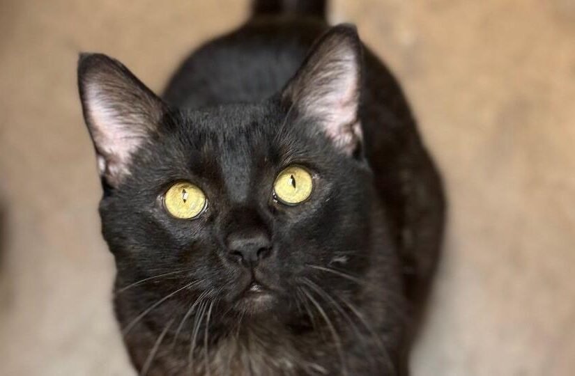 HCH Pet of the Week: Bagheera