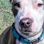 HCH Pet of the Week: Delilah