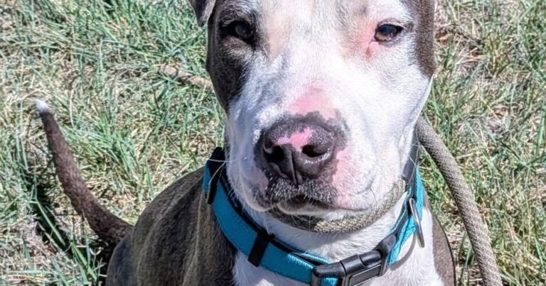 HCH Pet of the Week: Delilah