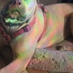 HCH Pet of the Week: Lonnie