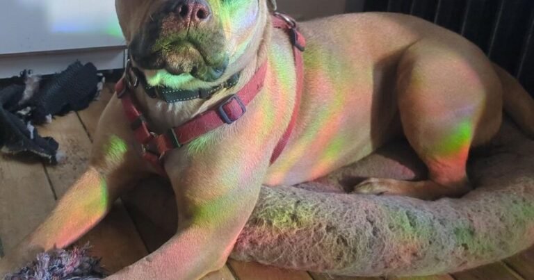 HCH Pet of the Week: Lonnie