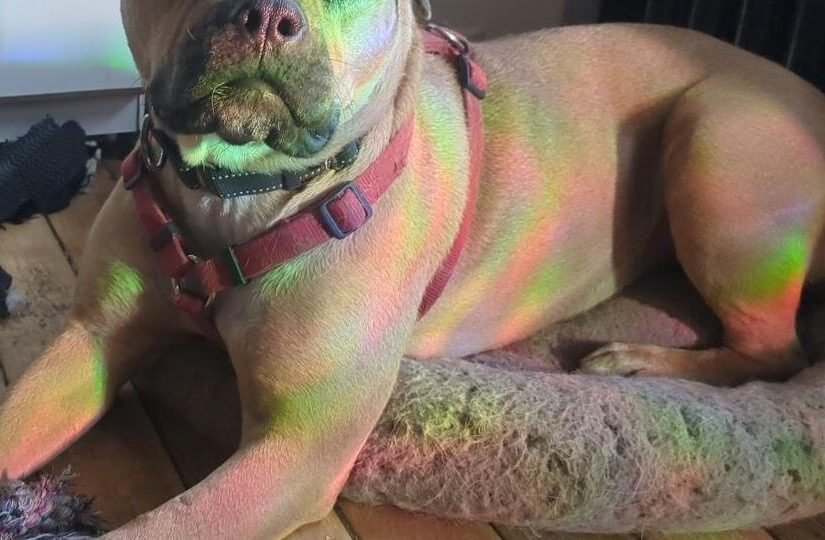 HCH Pet of the Week: Lonnie