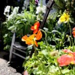 April finishes ahead of normal rainfall but snowfall continues absence in Flagstaff