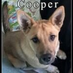CHA Pet of the Week: Cooper