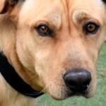 CHA Pet of the Week: Magnum