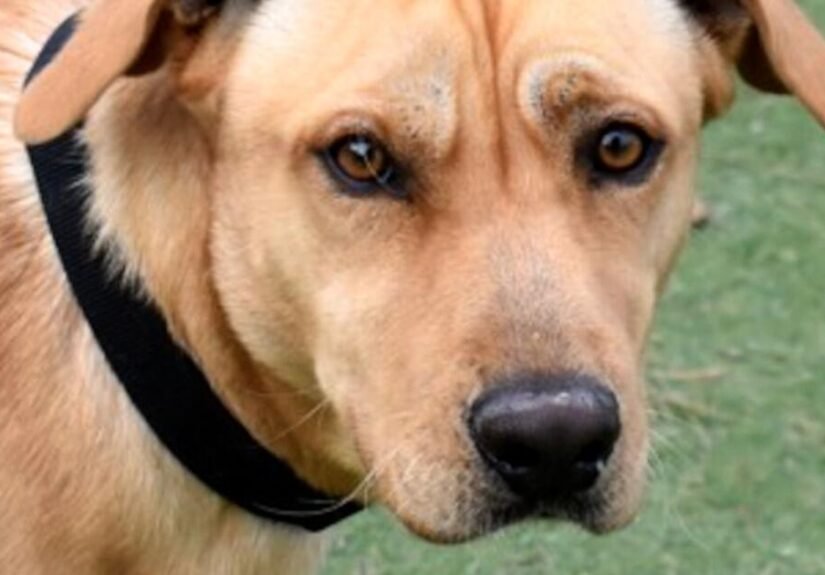 CHA Pet of the Week: Magnum