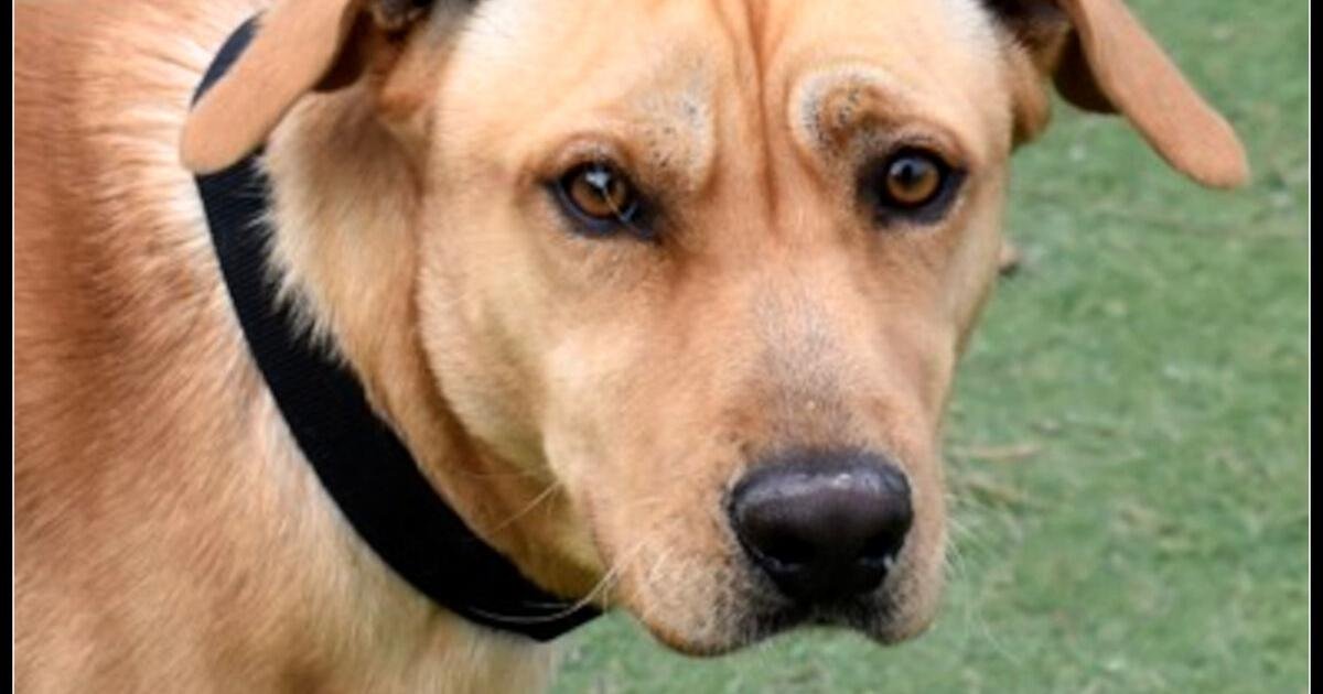 CHA Pet of the Week: Magnum
