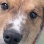 CHA Pet of the Week: Sweet Pea