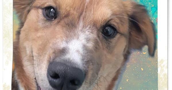 CHA Pet of the Week: Sweet Pea