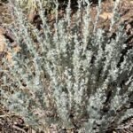 Gardening Etcetera: How plants cope with heat: Lessons for our gardens