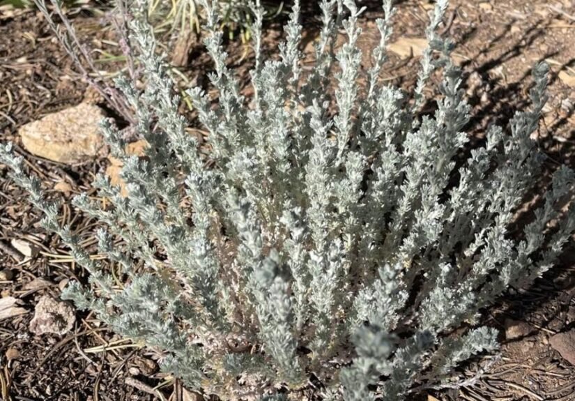 Gardening Etcetera: How plants cope with heat: Lessons for our gardens