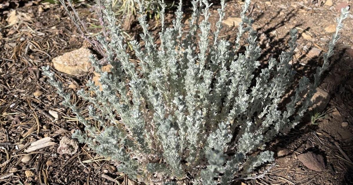 Gardening Etcetera: How plants cope with heat: Lessons for our gardens