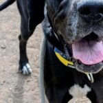 HCH Pet of the Week: Riley