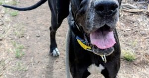 HCH Pet of the Week: Riley