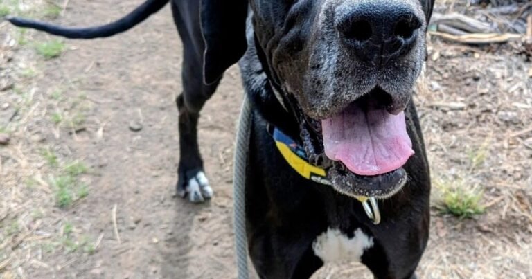 HCH Pet of the Week: Riley