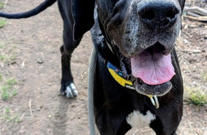 HCH Pet of the Week: Riley