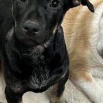 HCH Pet of the Week: Texas