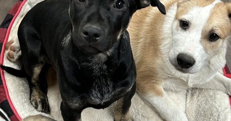 HCH Pet of the Week: Texas
