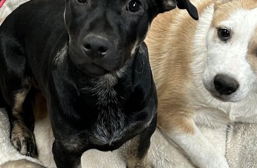 HCH Pet of the Week: Texas