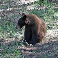 Ask a Ranger: The bear came over the mountain
