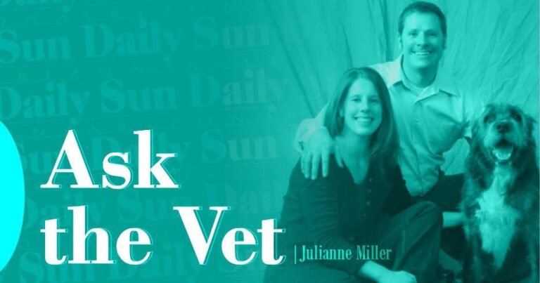 Ask The Vet: Helping dogs acclimate to a new home