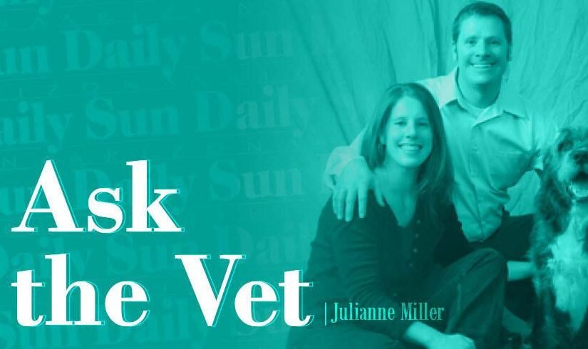 Ask The Vet: Helping dogs acclimate to a new home