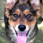 CHA Pet of the Week: Sprite