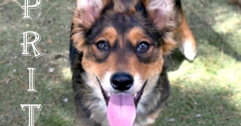 CHA Pet of the Week: Sprite