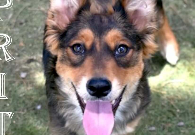 CHA Pet of the Week: Sprite