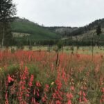 Gardening Etcetera: Neighborhood salad bar -- how mule deer can impact your landscape