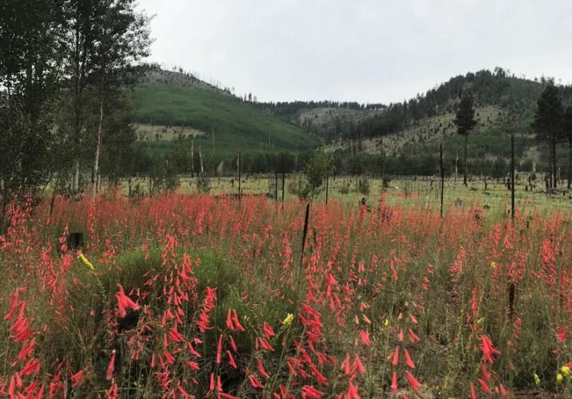 Gardening Etcetera: Neighborhood salad bar -- how mule deer can impact your landscape