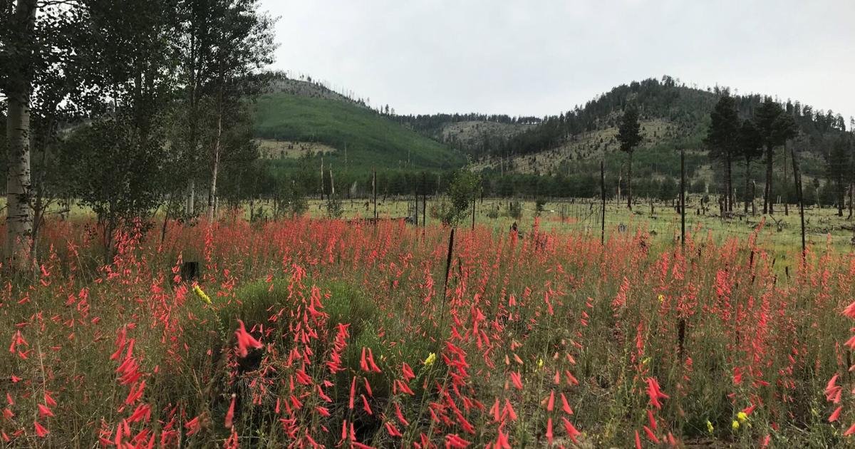 Gardening Etcetera: Neighborhood salad bar -- how mule deer can impact your landscape