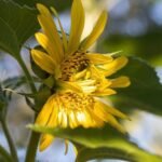 Gardening Etcetera: The wonder of sunflowers