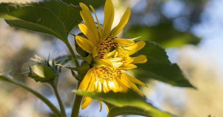 Gardening Etcetera: The wonder of sunflowers