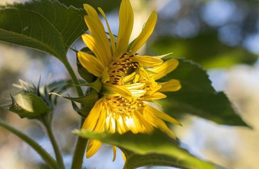 Gardening Etcetera: The wonder of sunflowers
