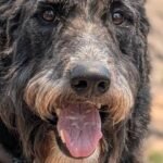 HCH Pet of the Week: Axle