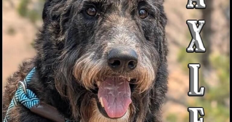 HCH Pet of the Week: Axle