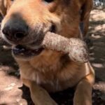 HCH Pet of the Week: Diesel