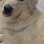 HCH Pet of the Week: Nonna