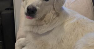 HCH Pet of the Week: Nonna