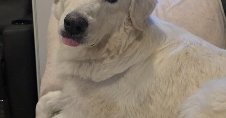HCH Pet of the Week: Nonna