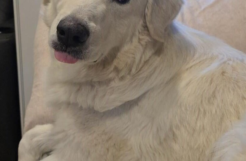 HCH Pet of the Week: Nonna