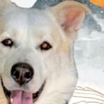 HCH Pet of the Week: Rhino