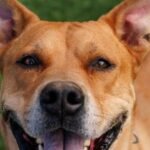 HCH Pet of the Week: Rocko
