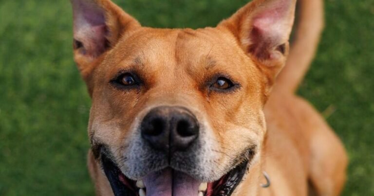 HCH Pet of the Week: Rocko
