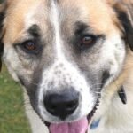 HCH Pet of the Week: Rodeo
