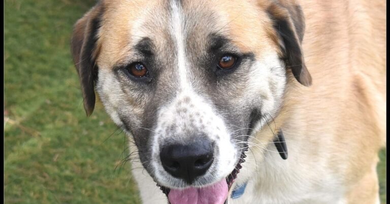 HCH Pet of the Week: Rodeo