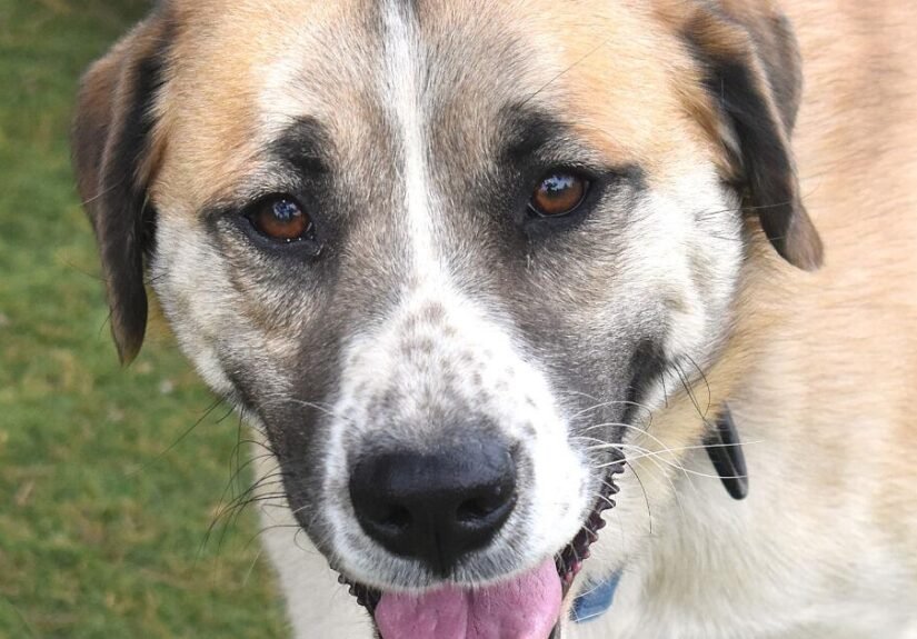 HCH Pet of the Week: Rodeo