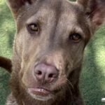 HCH Pet of the Week: Zo